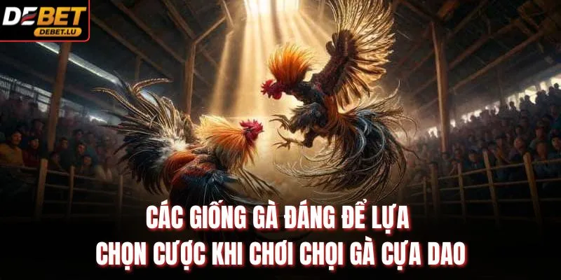 Các giống gà đáng để lựa chọn cược khi chơi chọi gà cựa dao