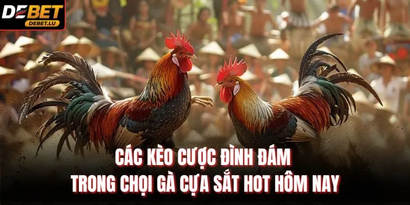 Các kèo cược đình đám trong chọi gà cựa sắt HOT hôm nay