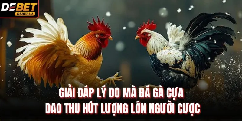 Giải đáp lý do mà đá gà cựa dao thu hút lượng lớn người cược