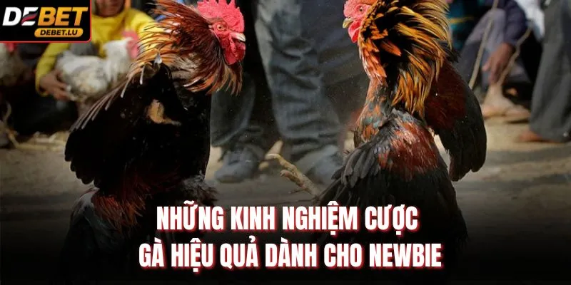 Những kinh nghiệm cược gà hiệu quả dành cho newbie