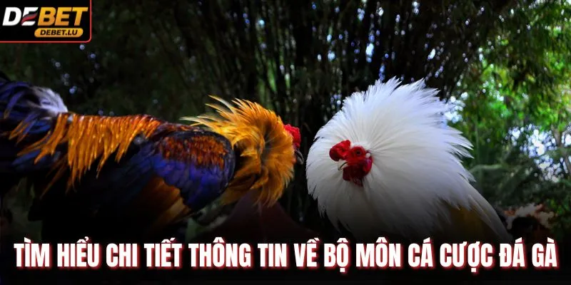 Tìm hiểu chi tiết thông tin về bộ môn cá cược đá gà