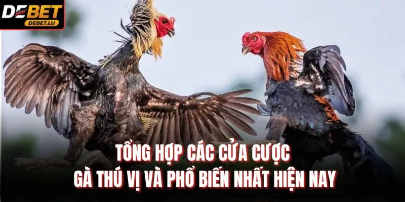 Tổng hợp các cửa cược gà thú vị và phổ biến nhất hiện nay